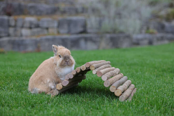 KERBL Holzbrücke für Nager